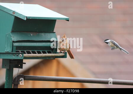 Cardinal rouge (Cardinalis cardinalis) femelle à une mangeoire pour oiseaux de manger les graines. Chickadee voler dans pour un atterrissage. Banque D'Images