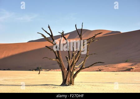 Dead Vlei dans la partie sud du désert du Namib, dans le Namib-Naukluft National Park de la Namibie. Banque D'Images