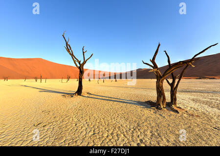 Dead Vlei dans la partie sud du désert du Namib, dans le Namib-Naukluft National Park de la Namibie. Banque D'Images