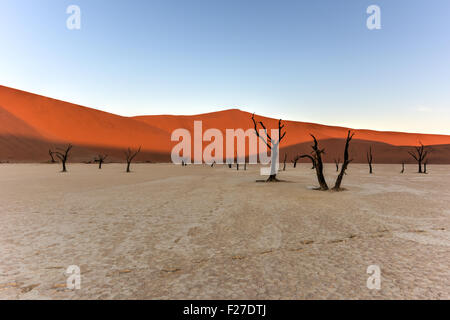 Dead Vlei dans la partie sud du désert du Namib, dans le Namib-Naukluft National Park de la Namibie. Banque D'Images