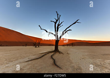 Dead Vlei dans la partie sud du désert du Namib, dans le Namib-Naukluft National Park de la Namibie. Banque D'Images