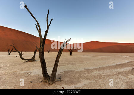 Dead Vlei dans la partie sud du désert du Namib, dans le Namib-Naukluft National Park de la Namibie. Banque D'Images