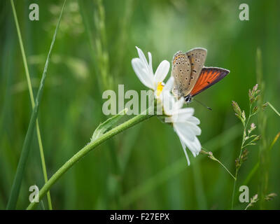 Argus brun papillon sur fleur marguerite Banque D'Images