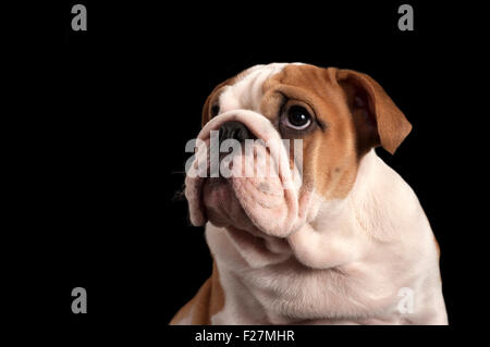 Chiot bouledogue anglais isolé sur fond noir. Banque D'Images