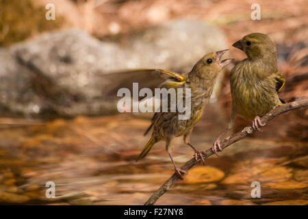 Greenfinches deux à côté de l'eau étang Banque D'Images