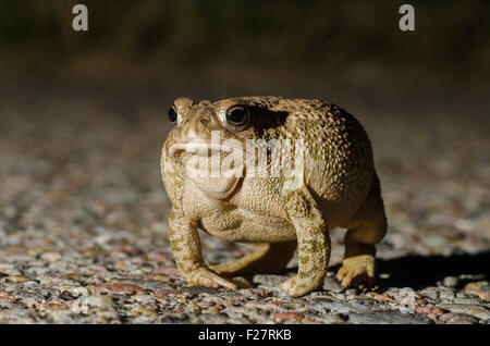 Crapaud des steppes (Anaxyrus cognatus,), Bernallilo Co., New Mexico, USA. Banque D'Images