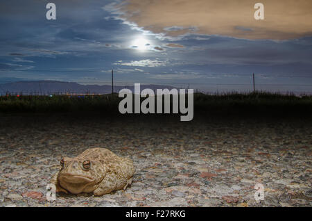 Crapaud des steppes (Anaxyrus cognatus,), Bernallilo Co., New Mexico, USA. Banque D'Images