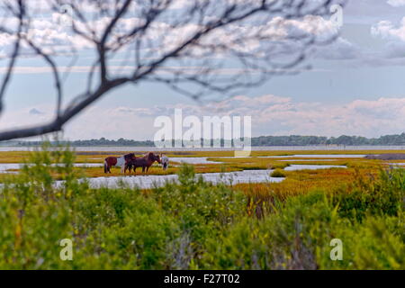 Poneys Assateague Banque D'Images