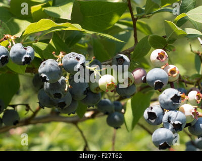 Libre de bleuets montrant marques faites par des oiseaux picorant sur le fruit. Bouquet de bleuets et mûres avec des petits fruits encore verts. Banque D'Images