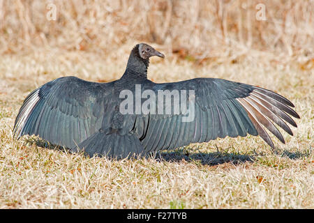 Urubu noir répand des ailes Banque D'Images