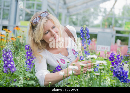 Mature Woman admiring Hydrangea flower in garden centre, Augsbourg, Bavière, Allemagne Banque D'Images