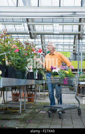 Homme mûr choisir plantes en jardinerie, Augsbourg, Bavière, Allemagne Banque D'Images