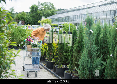 Homme mûr le choix des plantes de couverture d'une pépinière, Augsbourg, Bavière, Allemagne Banque D'Images