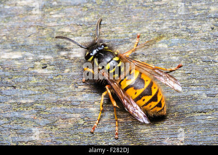 Insecte. Marco, Close up Vue aérienne d'une abeille, guêpe. Veste jaune guêpe commune, 'vespula vulgaris' assis sur le bois. Corps jaune et noir. Banque D'Images
