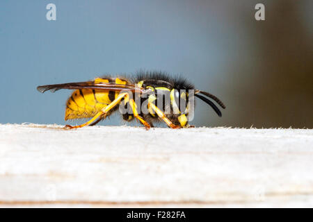 Insecte. Marco, Close up of Common wasp, 'vespula vulgaris', assis sur le morceau de bois, d'une vue latérale sur fond bleu, Banque D'Images