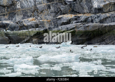 Les phoques communs de glace près de la Dawes Glacier dans le sud de l'Alaska. Banque D'Images