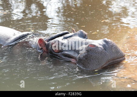 Hippopotame (Hippopotamus amphibius), ou hippo Banque D'Images