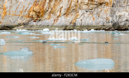 Le phoque commun piscine près du glacier Dawes dans le Sud-Est de l'Alaska. Banque D'Images