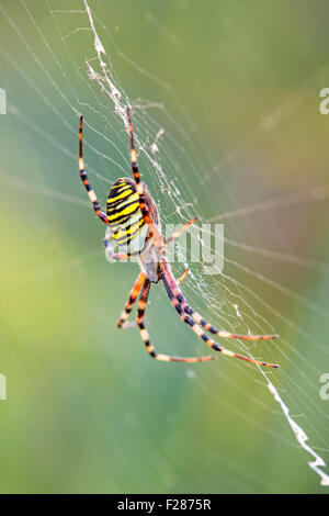 Spider Argiope bruennichi (WASP), dans son site web, au milieu de la Réserve de biosphère de l'Elbe, Saxe-Anhalt, Allemagne Banque D'Images