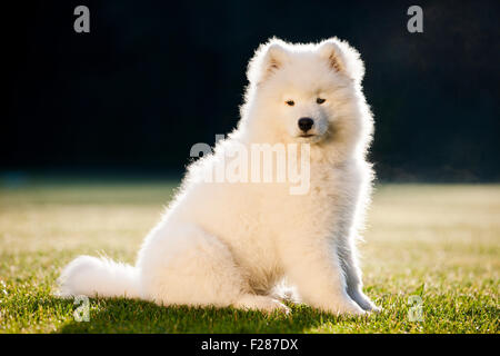 Samoyède chien, chiot, assis dans l'herbe Banque D'Images