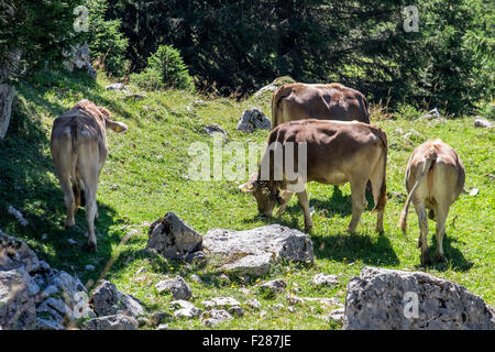 Les vaches avec cloches de pâturage sur Breitenberg mountain à Tannheim, Bavière, Allemagne Banque D'Images