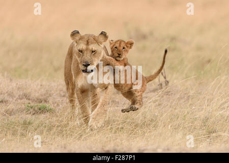 Lioness (Panthera leo), avec cub, jouer, Maasai Mara National Reserve, Kenya, comté de Narok Banque D'Images