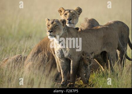 Deux lionnes (Panthera leo), la protection de leurs jeunes, Maasai Mara National Reserve, Kenya, comté de Narok Banque D'Images