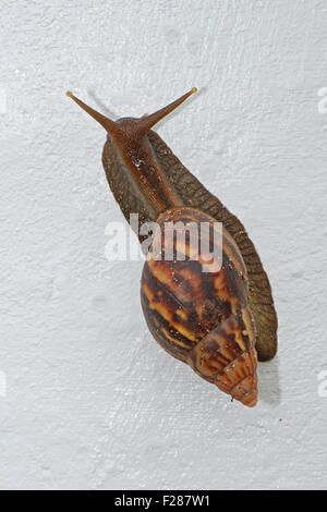 L'Afrique de l'Est (Escargot géant Achatina immaculata), Praslin Island, Seychelles Banque D'Images