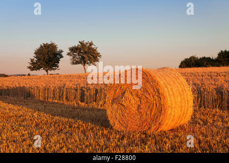 Balles de foin dans la lumière du soir, Jura souabe, Bade-Wurtemberg, Allemagne Banque D'Images