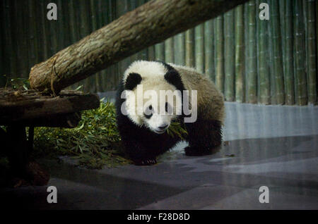 Un panda géant pour l'Exposition internationale de 2010, est considéré à l'Zoo de Shanghai, le 5 janvier 2010. Dix grands pandas sélectionnés à partir de Bifengxia pan Banque D'Images