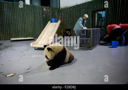 Un panda géant pour l'Exposition internationale de 2010, est considéré à l'Zoo de Shanghai, le 5 janvier 2010. Dix grands pandas sélectionnés à partir de Bifengxia pan Banque D'Images