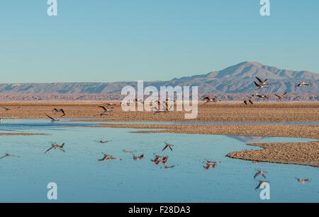 Les flamands des Andes (Phoenicopterus andinus) à Laguna Chaxa juste après le lever du soleil, avec les Andes en arrière-plan. Banque D'Images