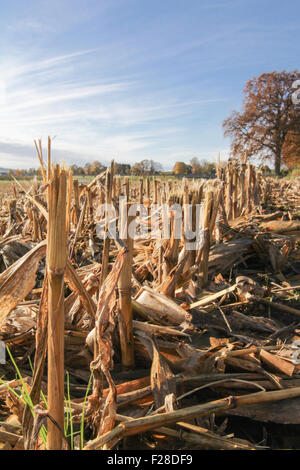 Champ de maïs récoltés dans des chaumes, Eichenau, Fürstenfeldbruck, Bavière, Allemagne Banque D'Images