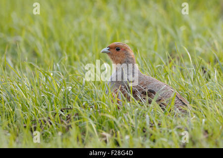 La perdrix grise / Rebhuhn attentif ( Perdix perdix ) se trouve dans un champ vert en regardant autour. Banque D'Images