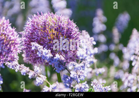 Close-up de cataire et allium fleurs, Stockholm, Suède Banque D'Images