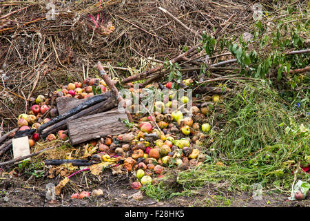Tas de compost avec l'herbe et les pommes sur un allotissement plan du Banque D'Images