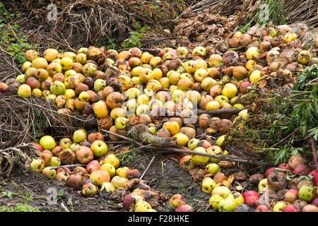 La pourriture des pommes vertes et jaunes avec les autres déchets sur un tas de compost sur un allotissement plan du Banque D'Images