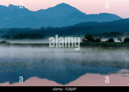 Nénuphars flottant sur le lac de Chiemsee misty, Bavière, Allemagne Banque D'Images