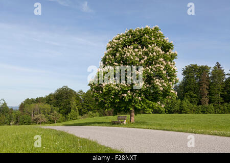 Marronnier en fleurs le long des routes dans la zone, Bavière, Allemagne Banque D'Images