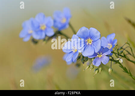 Inflorescence Fleurs / de / Lin autrichienne Oesterreichischer Lein ( Linum austriacum ), le bleu des fleurs, de l'Autriche. Banque D'Images