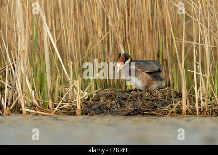 Grèbe huppé reproduction / Haubentaucher ( Podiceps cristatus ) se tient sur son nid, oeufs, tournant naturel environnant. Banque D'Images