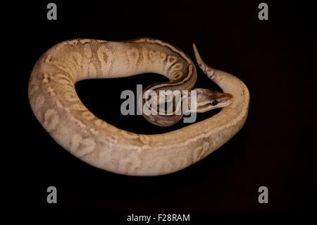 Ball Python - Python regius, isolé sur un fond noir. Banque D'Images