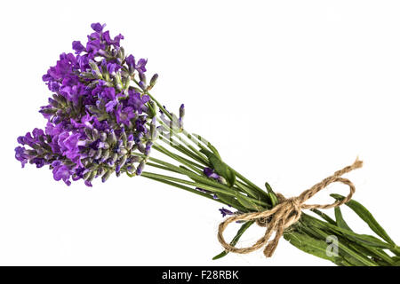 Bouquet de fleurs de lavande sauvage violet, à égalité avec l'arc, isolated on white Banque D'Images