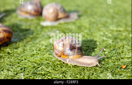 Escargots sur l'herbe artificielle Banque D'Images