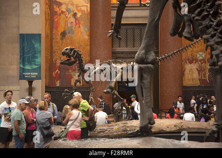 Au milieu des visiteurs un Barosaurus protège son jeune attaquant d'un Allosaurus dans le hall d'entrée à l'American Museum of Natural History à Manhattan. Banque D'Images