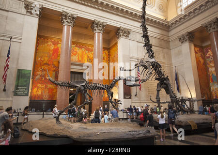 Au milieu des visiteurs un Barosaurus protège son jeune attaquant d'un Allosaurus dans le hall d'entrée à l'American Museum of Natural History à Manhattan. Banque D'Images