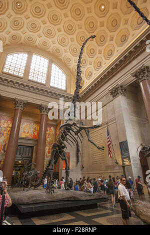 Au milieu des visiteurs un Barosaurus protège son jeune attaquant d'un Allosaurus dans le hall d'entrée à l'American Museum of Natural History à Manhattan. Banque D'Images