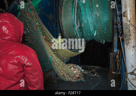 Dans le transport net de chalutiers remplis d'aiglefin, de goberge, de l'aiguillat commun et le homard. Georges Bank, New England Banque D'Images