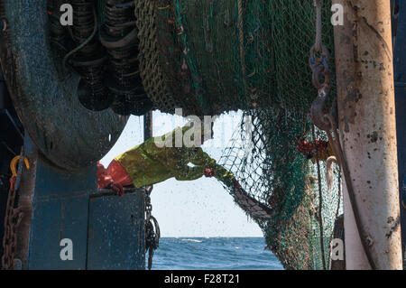 Dans le transport net de chalutiers remplis d'aiglefin, de goberge, de l'aiguillat commun et le homard. Georges Bank, New England Banque D'Images