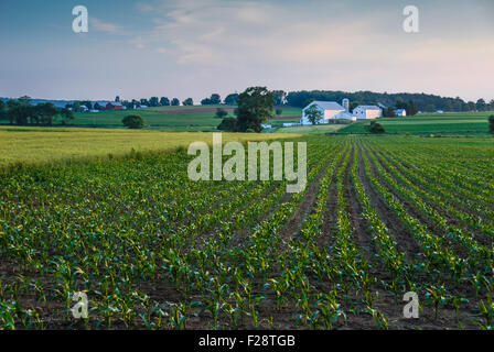 La fin de l'après-midi soleil illumine une ferme dans le comté de Lancaster, Pennsylvanie. USA. Banque D'Images